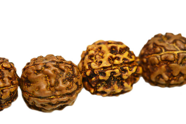 Certified Rudraksha in Sahakara Nagar