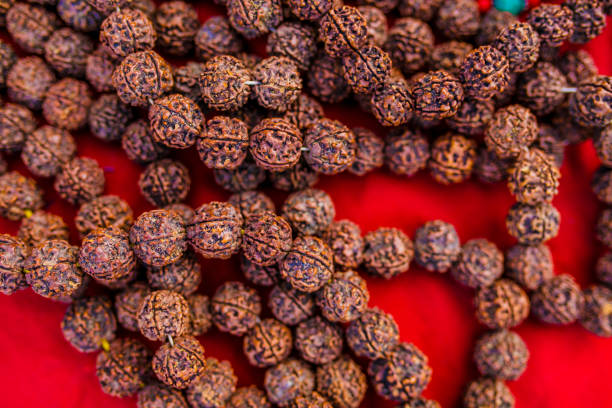Original Rudraksha dealer Sahakara Nagar